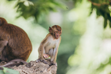Macaque family in the jungle, in Thailand.