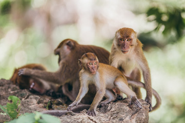 Macaque family in the jungle, in Thailand.