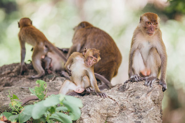Naklejka premium Macaque family in the jungle, in Thailand.