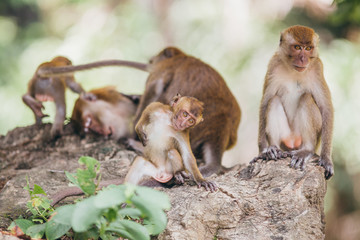 Macaque family in the jungle, in Thailand.