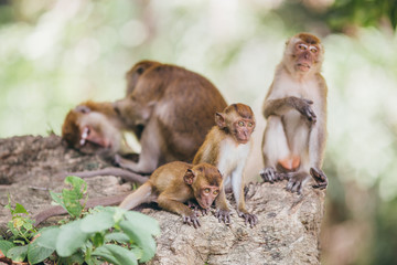 Macaque family in the jungle, in Thailand.