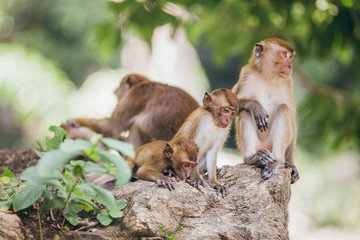 Macaque family in the jungle, in Thailand.