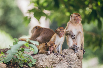 Macaque family in the jungle, in Thailand.