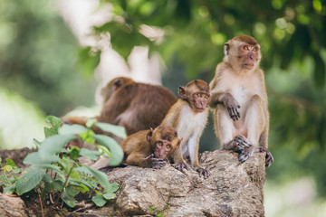 Naklejka premium Macaque family in the jungle, in Thailand.