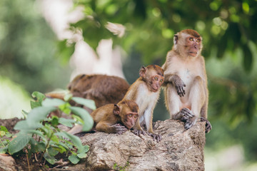 Macaque family in the jungle, in Thailand.