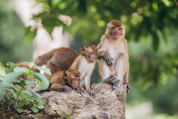 Macaque family in the jungle, in Thailand.