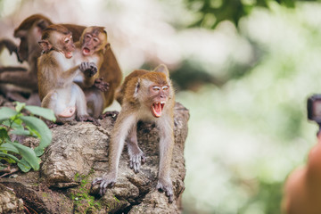 Macaque family in the jungle, in Thailand.