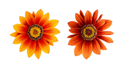 Set of orange gazania flowers