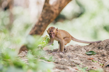 Fototapeta na wymiar Macaque family in the jungle, in Thailand.