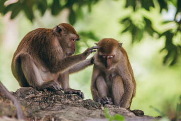 Macaque family in the jungle, in Thailand.