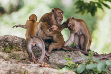 Macaque family in the jungle, in Thailand.