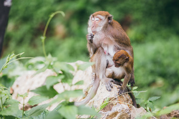 Macaque family in the jungle, in Thailand.