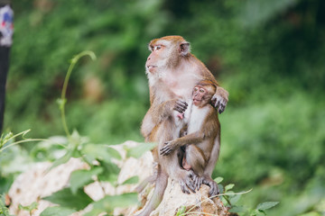 Macaque family in the jungle, in Thailand.