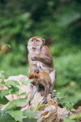 Macaque family in the jungle, in Thailand.