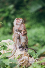 Macaque family in the jungle, in Thailand.