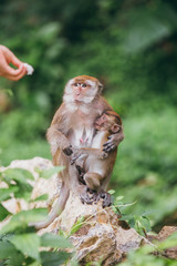 Macaque family in the jungle, in Thailand.