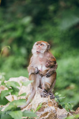 Macaque family in the jungle, in Thailand.