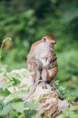 Macaque family in the jungle, in Thailand.