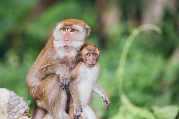 Fototapeta premium Macaque family in the jungle, in Thailand.