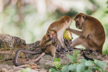 Macaque family in the jungle, in Thailand.