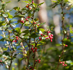 (Berberis vulgaris) Epine-vinette, un arbrisseau épineux à l'écorce gris-jaunâtre, aux tiges arquées et retombantes, aux petites feuilles dentelées, glauques et vertes nervurées rougeâtre, aux petites