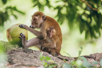 Macaque family in the jungle, in Thailand.
