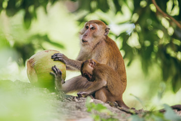 Macaque family in the jungle, in Thailand.