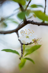 white blossoms on tree branch with red and green leaves, white flowers on ornamental plum tree, white flowers in springtime, small white flowers macro