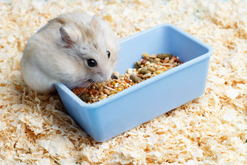 Dwarf furry hamster eats food next to feeder on sawdust background