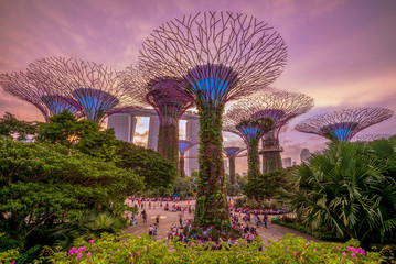 Gardens by the Bay with supertree in singapore - obrazy, fototapety, plakaty