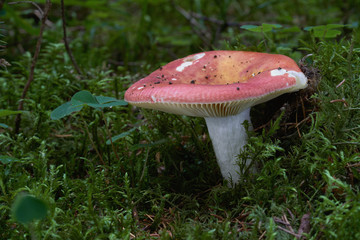 Edible mushroom Russula vinosa growing in the moss in the wet spruce forest. Mushroom with yellow-red cap and white stem. Needles and plants around.