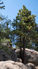 Fototapeta na wymiar tree on rock