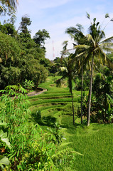 Fototapeta na wymiar Green rice terraces in Asia