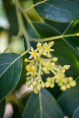 mexicola avocado tree set with buds and flowers in springtime, green leaves and yellow flowers, buds of avocado tree, blossoming fruit tree, tree setting fruit in spring