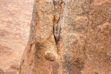 Dassie climbing down a crevice, Erongo, Namibia, Africa