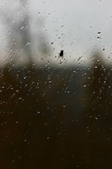a large fly outside the window on the glass covered with drops of autumn rain