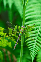large colorful dragonfly on stem of fresh green fern, macro close up of beautiful summer dragonfly