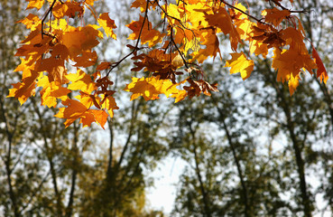 orange maple leaves on the background of autumn forest