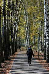 alley in the autumn park with birches