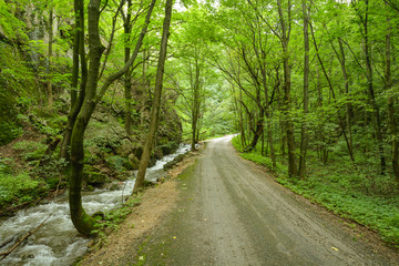 Fototapeta na wymiar Old path in deep forest of Zadielska Gorge in Slovakia