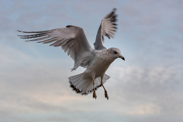Seagull frozen mid-flight