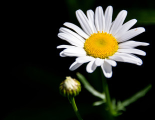 Fototapeta premium Daisy close up black background