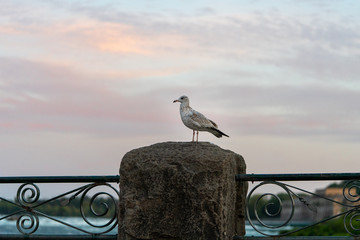 Seagull standing in front of Niagara falls