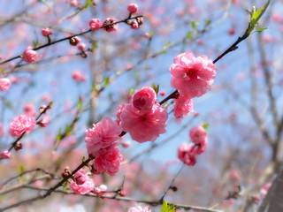 Closeup nature view of pink sakura at spring under sunlight. Natural pink flower landscape using as background or wallpaper.