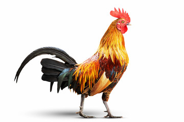 Colorful rooster isolated on white background with clipping path - obrazy, fototapety, plakaty