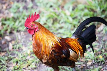 Colorful rooster walking on blurred green nature background