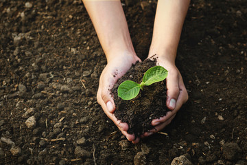 Caring for small green trees in hand