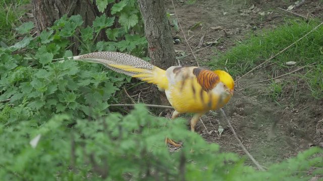 Golden pheasant or Chinese pheasant or rainbow pheasant. Chrysolophus pictus var. yellow
