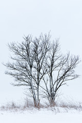 Fototapeta na wymiar Croatia, 01.2019. - One tree in the middle of snow covered field