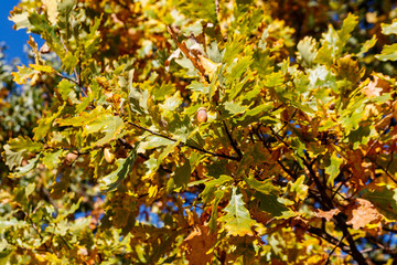 Colorful autumn oak leaves on the branch of oak tree in the forest
